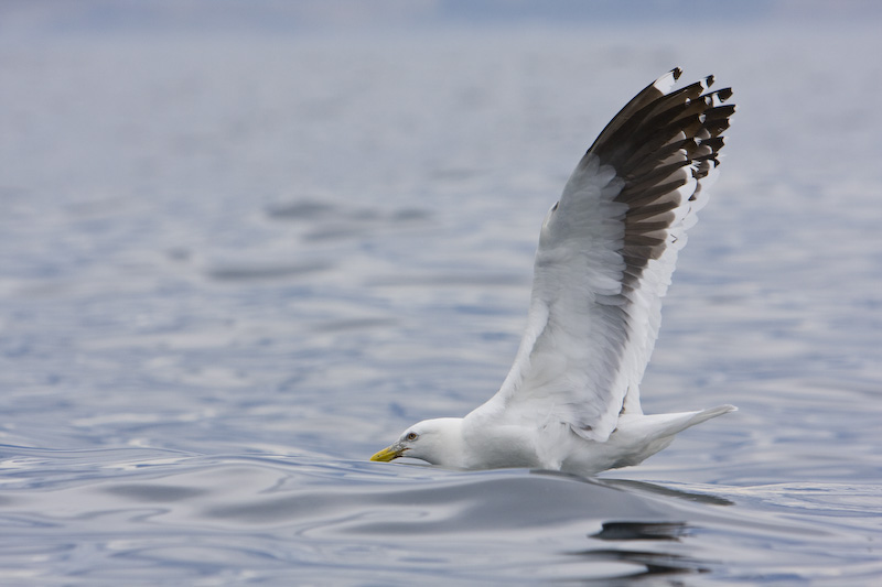 Kelp Gull In Flight Behind Wave